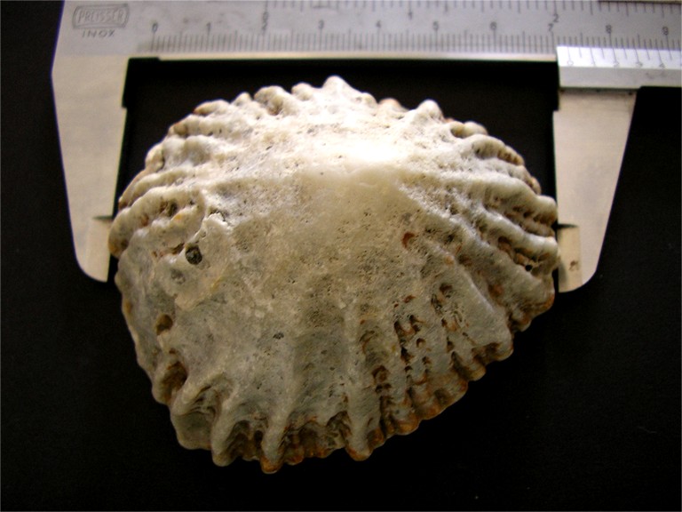 Patella ferruginea